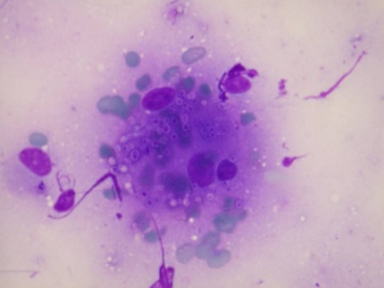 path---cytopathology.jpg